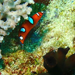 Yellowtail Coris