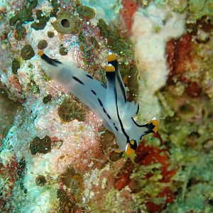 Nudi