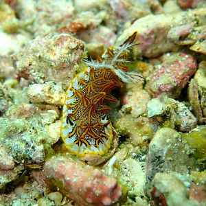 Nudi