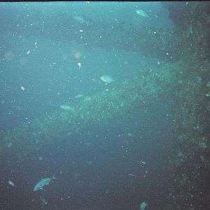 Diver_t