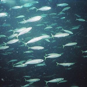 Pet Tarpon