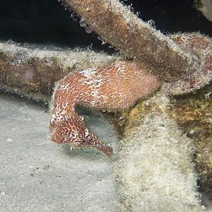 CRW_5522