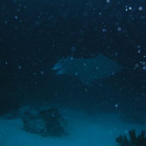 CRW_5528
