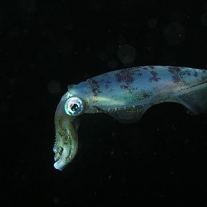 CRW_5536