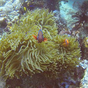 7  Clown Fish