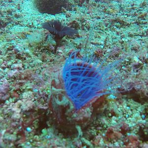 20  Anenome