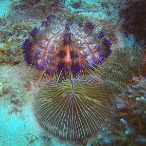 21  Urchin