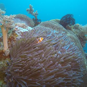 26  Clown Fish