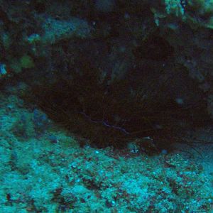 38  Fire Clam
