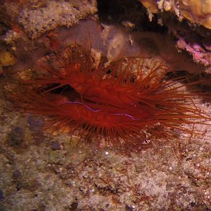 39  Fire Clam