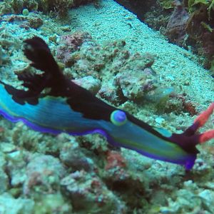 47  Nudibranch
