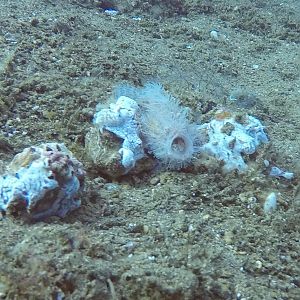 50 Frogfish