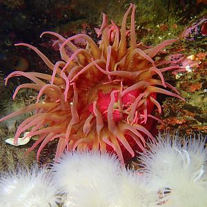 Anemone