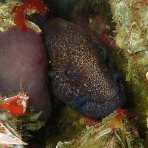 Wolf Eel
