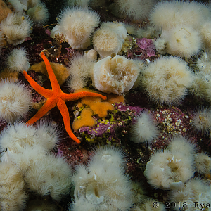Starfish