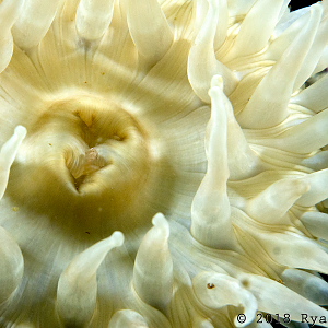 Anemone....exposed