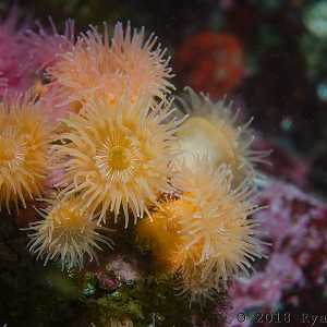 Brooding Anemone