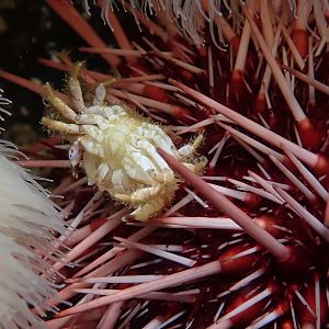 Canada, where the urchin snack on crab
