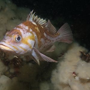 rockfish