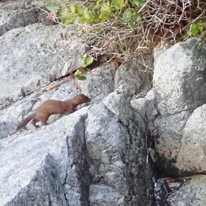 our friendly neighborhood mink