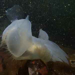 hooded nudi 2