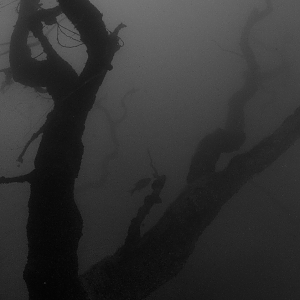 Tree - Canyon Lake