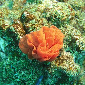 Soft flower coral