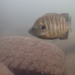 tired fish