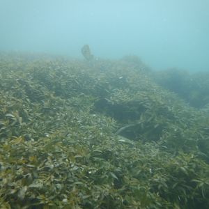 ComalVegetation