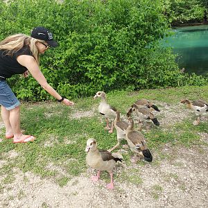 Watermonkee feeds our duck family