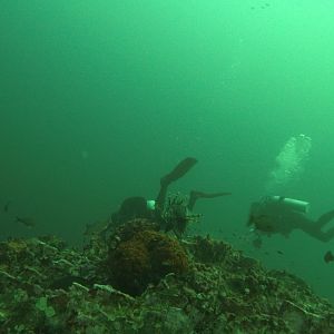 LionFish and divers