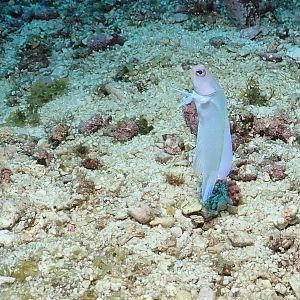 jawfish