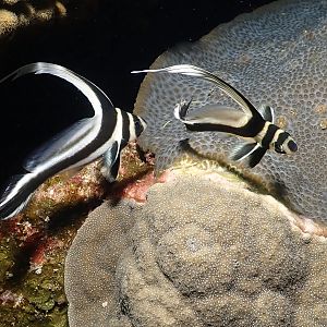 follow the leader