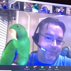 Polly wanna Zoom?
