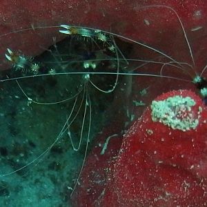 Banded Coral Shrimp