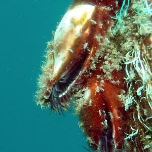 Barnacles On Rope