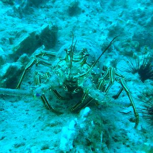 Giant Lobster