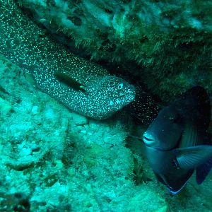 Moray With Blue Tang