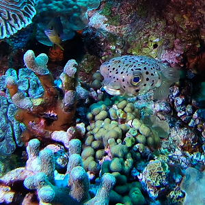 Puffer
