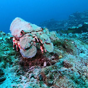 Stetson Lobster