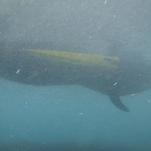 Surface Support Kayak 01 - MAR Comal