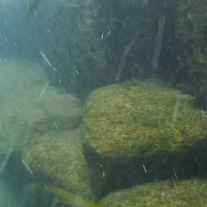 Rocks For Crawling To Underwater Waterslide - MAR Comal