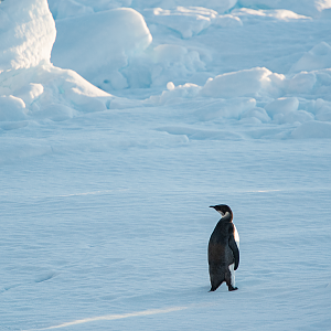Juvenile Emperor Penguin
