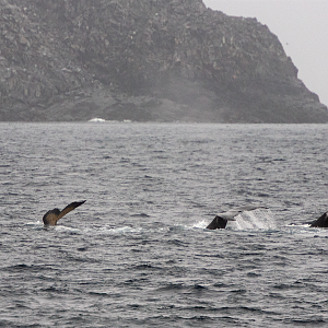 Humpback threesome