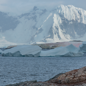 Penguin with a view
