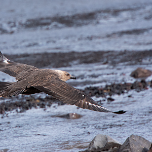 Skua