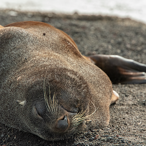 Fur Seal...doing what they do