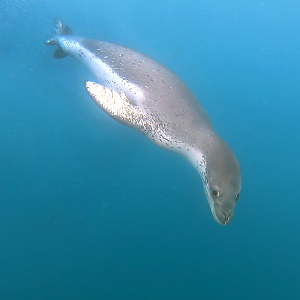 Leopard Seal