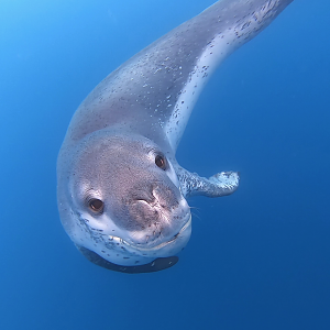 Leopard Seal