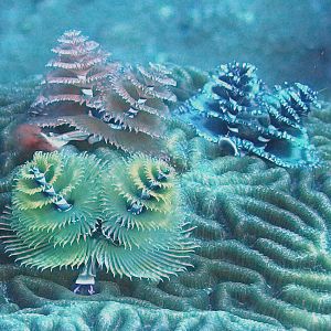 Christmas Tree Worms - FGB